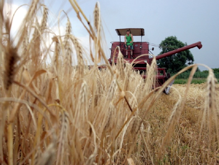 Izba Zbożowo-Paszowa: jakość zbóż zróżnicowana regionalnie